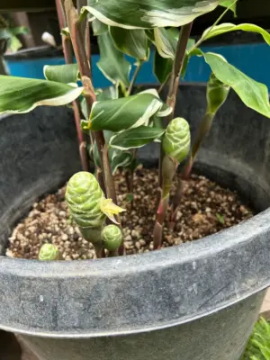 Awapuhi Ginger (Variegated)