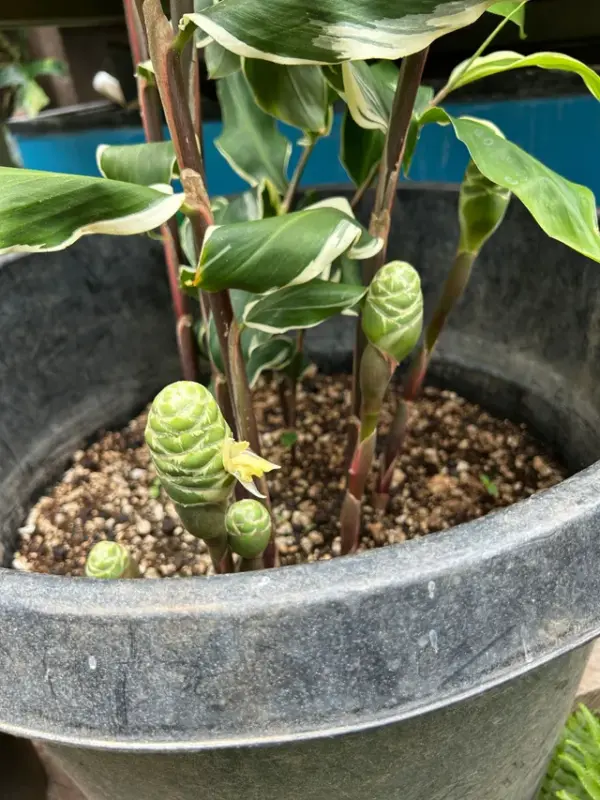 Awapuhi Ginger (Variegated)