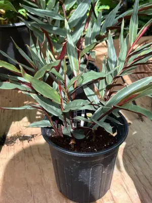 Bamboo Ginger