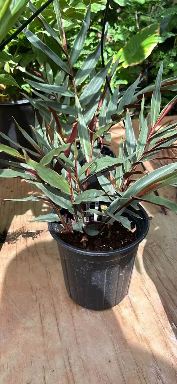 Bamboo Ginger
