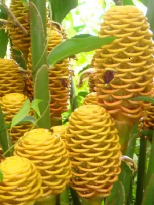 Beehive Ginger (Golden)