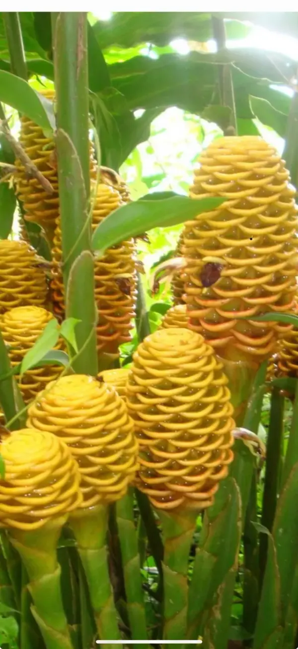 Beehive Ginger (Golden)
