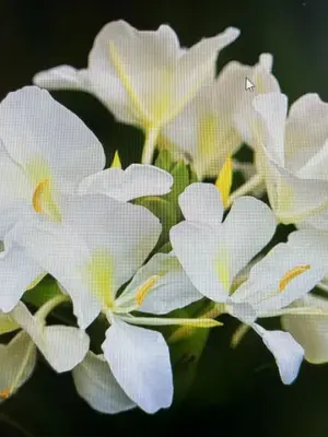 Butterfly Ginger (White)