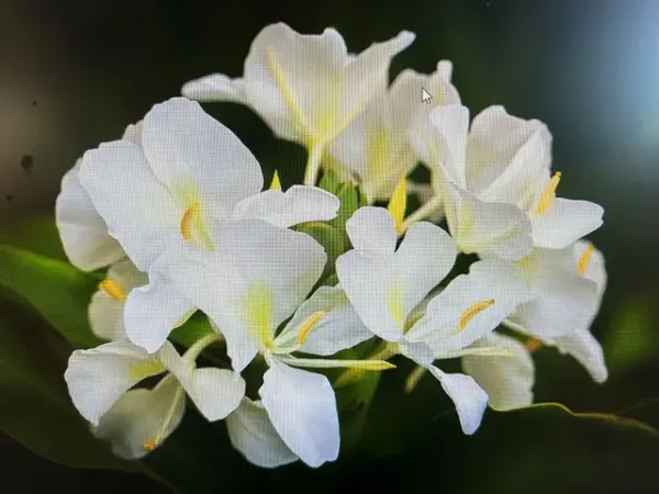 Butterfly Ginger (White)