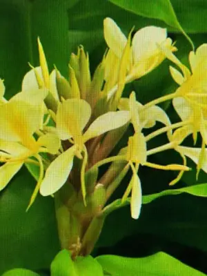 Butterfly Ginger (Yellow)