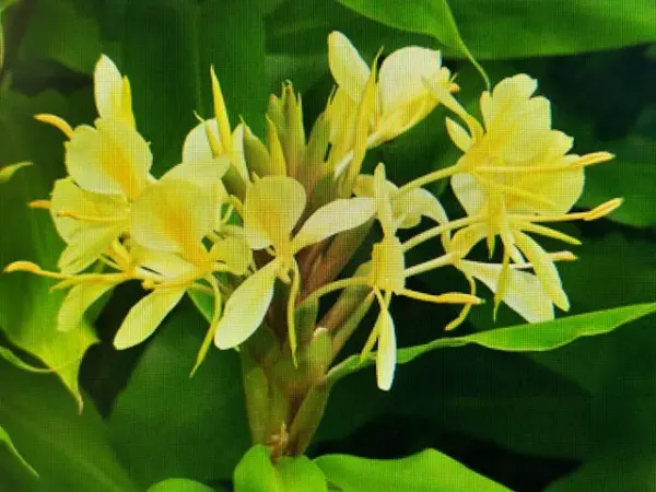 Butterfly Ginger (Yellow)