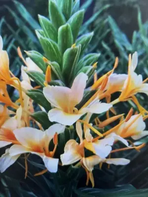Dr. Moy Improved Hedychium Ginger
