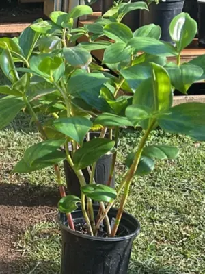 Indianhead Ginger
