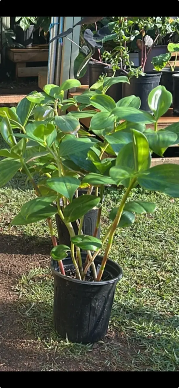 Indianhead Ginger
