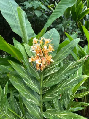 Kahili Ginger (Variegated)