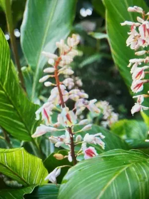 Pinstripe Ginger