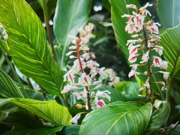 Pinstripe Ginger