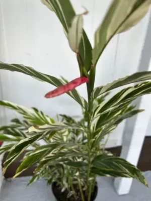 Sandreae Alpinia Ginger (Variegated)
