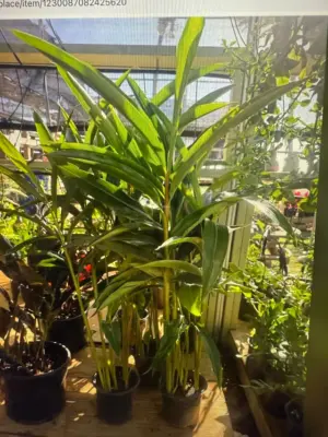 Shell Ginger
