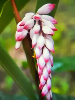 Shell Ginger (Variegated)