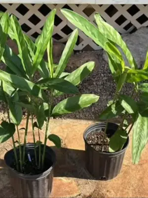 Thai Ginger (Galangal)