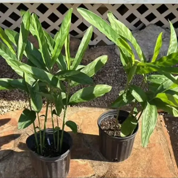 Thai Ginger (Galangal)