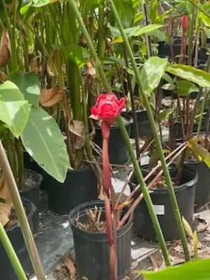 Torch Ginger (Red)