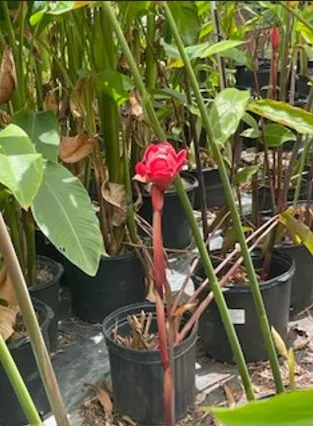 Torch Ginger (Red)
