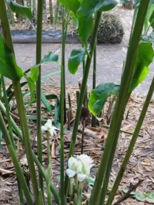 Torch Ginger (White)