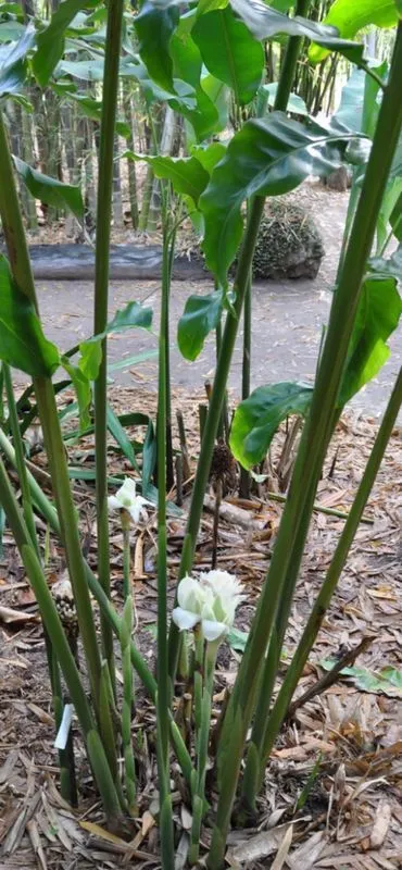 Torch Ginger (White)