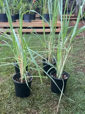 Lemon Grass