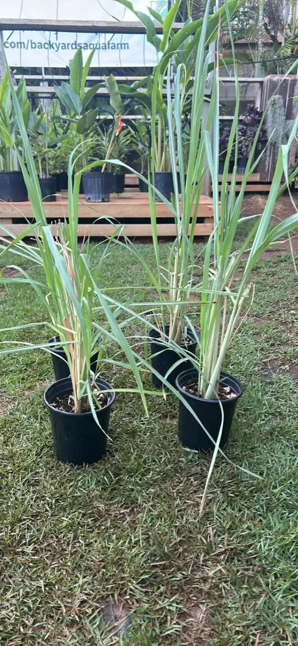 Lemon Grass