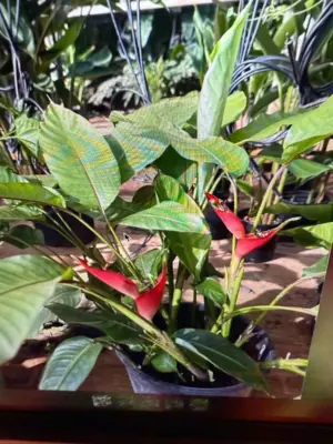 Jamaican Heliconia (Dwarf)