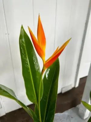 Guadalupe Heliconia (Dwarf)