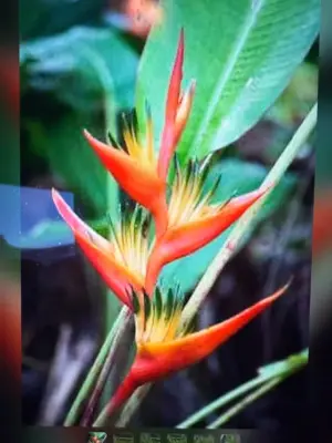 Guadalupe Heliconia