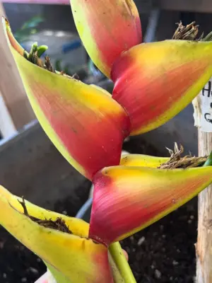 Heart of Gold Heliconia