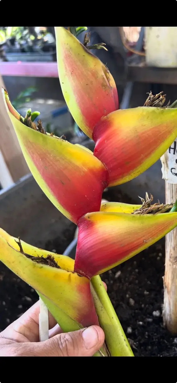 Heart of Gold Heliconia