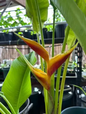 Jaquinii Heliconia