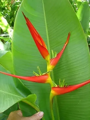 Latispatha Heliconia (Leopard Spot)