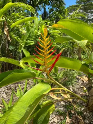 Lingulata Heliconia (Fantip/Redtip)