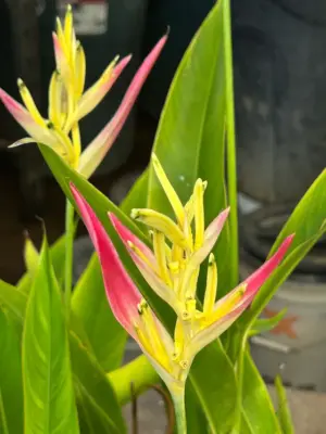 Psittacorum Heliconia (Cotton Candy)