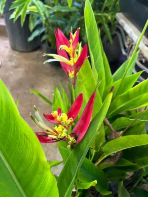 Psittacorum Heliconia (Lady Di)