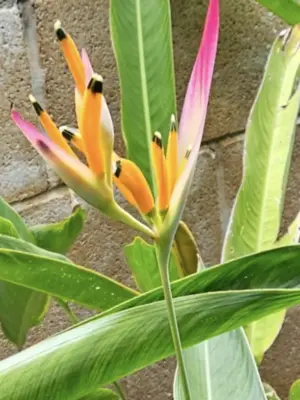 Psittacorum Heliconia (Sassy)