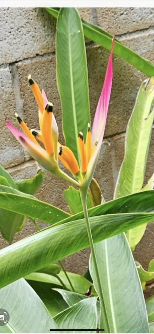 Psittacorum Heliconia (Sassy)
