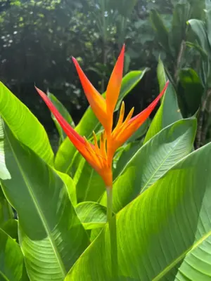 Tropic Fleur Heliconia