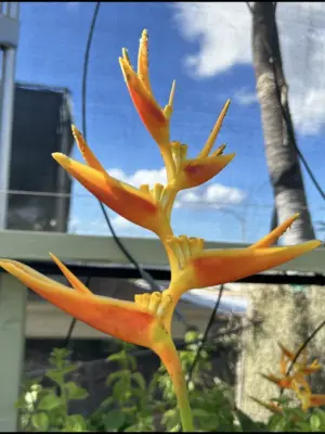 Nicky Heliconia