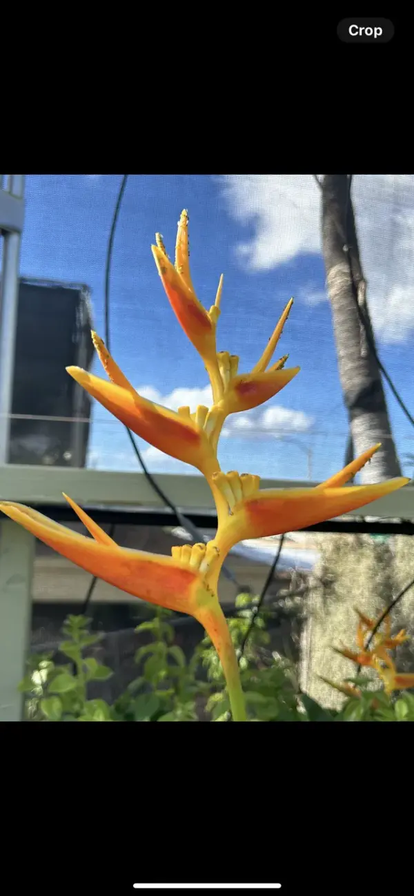 Nicky Heliconia