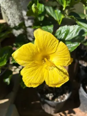 Hibiscus (All Yellow)
