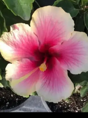 Barbados Hibiscus
