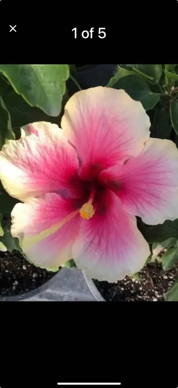 Barbados Hibiscus
