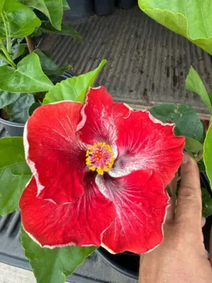 Hibiscus (Yuletide)