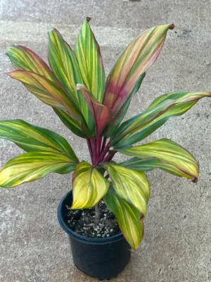 Ti Leaf Harlequin