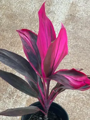 Ti Leaf Red Sister