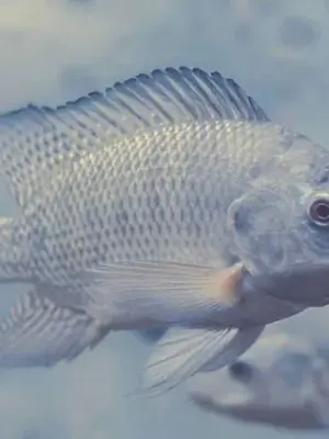 Tilapia (Blue) 5-7 inches