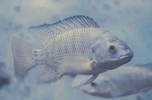 Tilapia (Blue) 5-7 inches